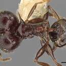 Pheidole barumtaun Donisthorpe 1938 resmi