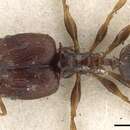 Pheidole bifurca Donisthorpe 1941 resmi