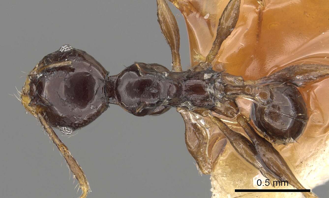 Pheidole bifurca Donisthorpe 1941 resmi