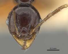 Pheidole bifurca Donisthorpe 1941 resmi