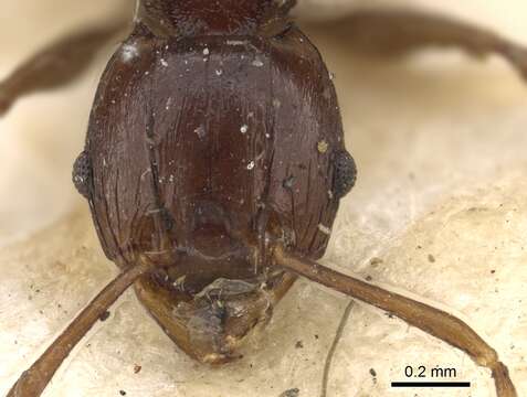 Image of Pheidole quadrispinosa (Smith 1865)