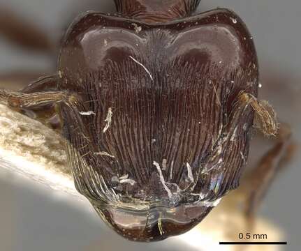 Image of Pheidole quadrispinosa (Smith 1865)