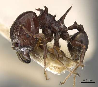 Image of Pheidole quadrispinosa (Smith 1865)