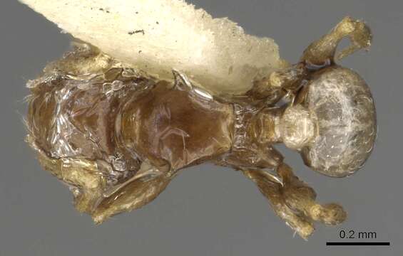 Plancia ëd Pheidole sexdentata Donisthorpe 1948