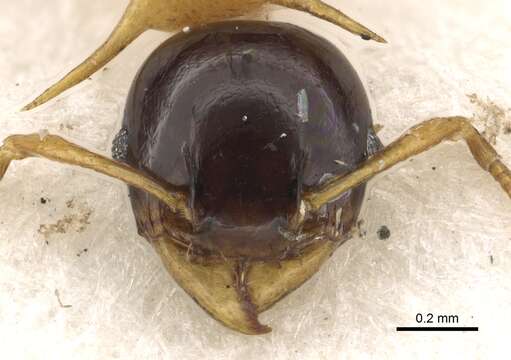 Pheidole medioflava Donisthorpe 1941 resmi