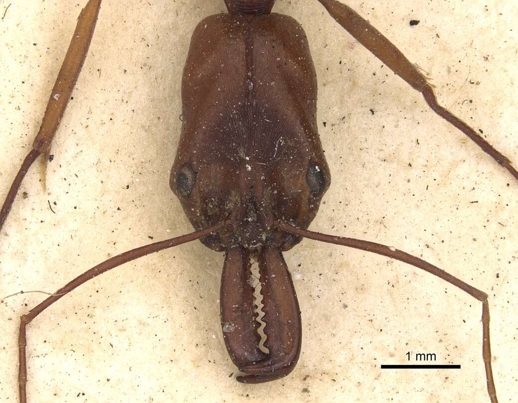 Image of Odontomachus animosus Smith 1860