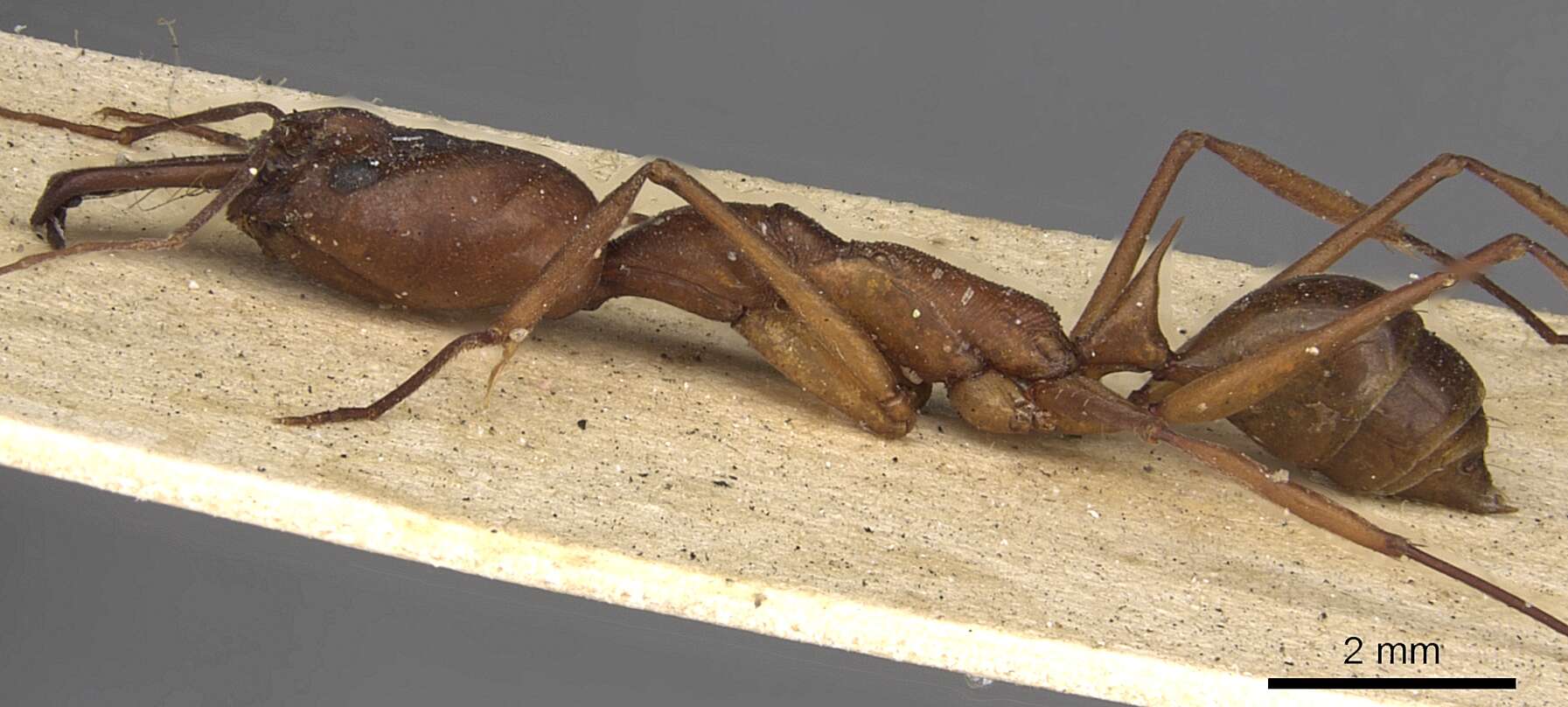 Image of Odontomachus animosus Smith 1860