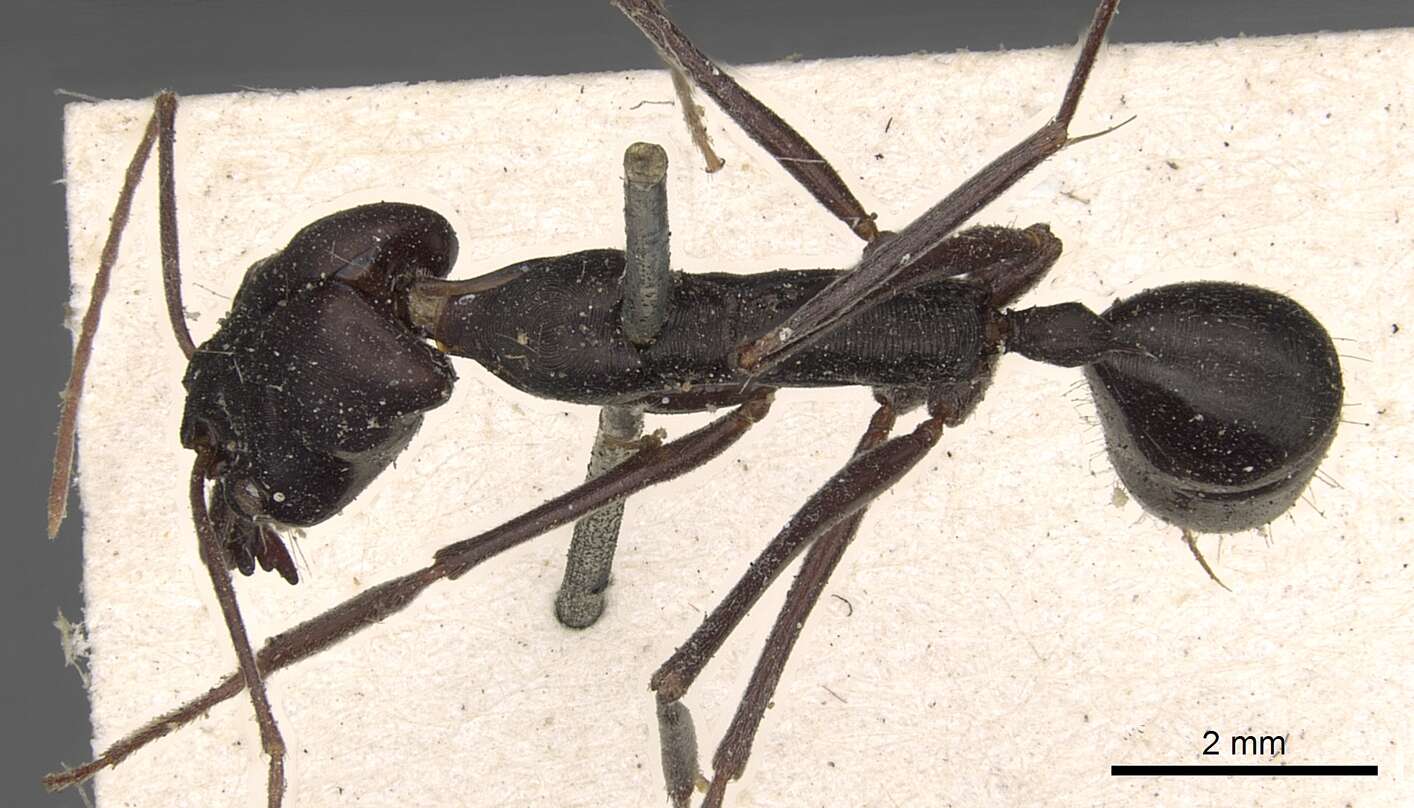 Image of Trap-jaw Ants