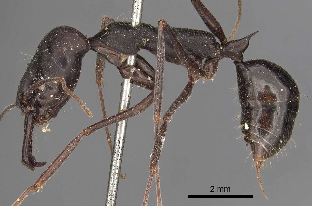 Image of Trap-jaw Ants