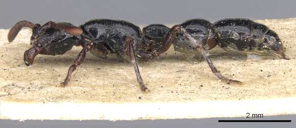 Image of Cerapachys