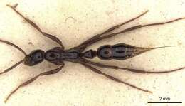 Image of Leptogenys crudelis (Smith 1858)