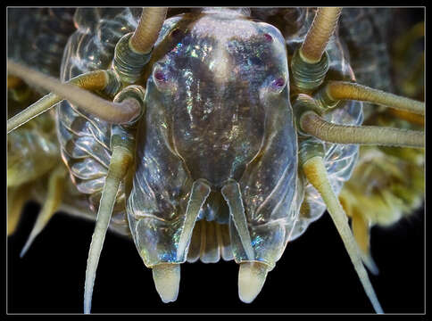 Image of clam worm