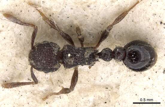 Image of Tetramorium scabrosum (Smith 1859)