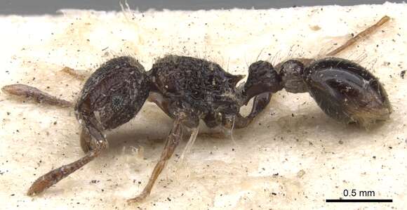 Image of Tetramorium scabrosum (Smith 1859)