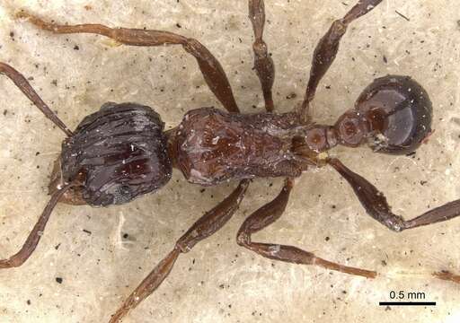 Imagem de Tetramorium carinatum (Smith 1859)