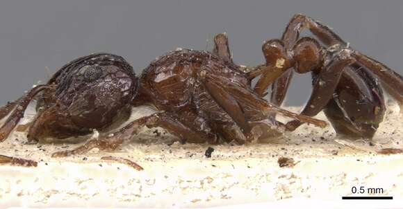 Image of Tetramorium carinatum (Smith 1859)