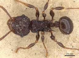 Image of Acanthomyrmex notabilis (Smith 1860)