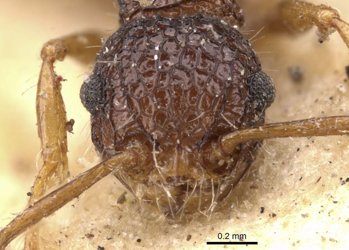 Image of Pristomyrmex punctatus (Smith 1860)