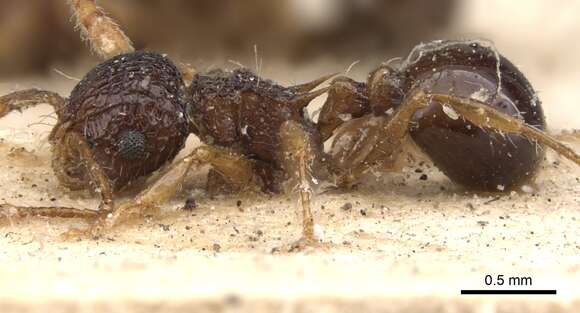 Image of Pristomyrmex punctatus (Smith 1860)