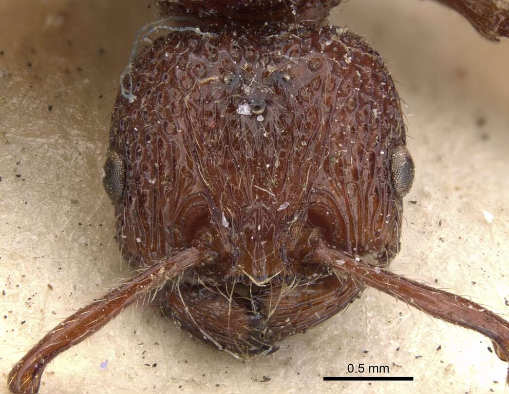 Image of Pristomyrmex fuscipennis (Smith 1861)