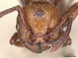 صورة Pristomyrmex