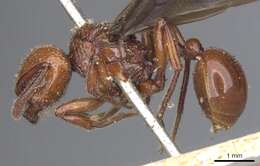 صورة Pristomyrmex