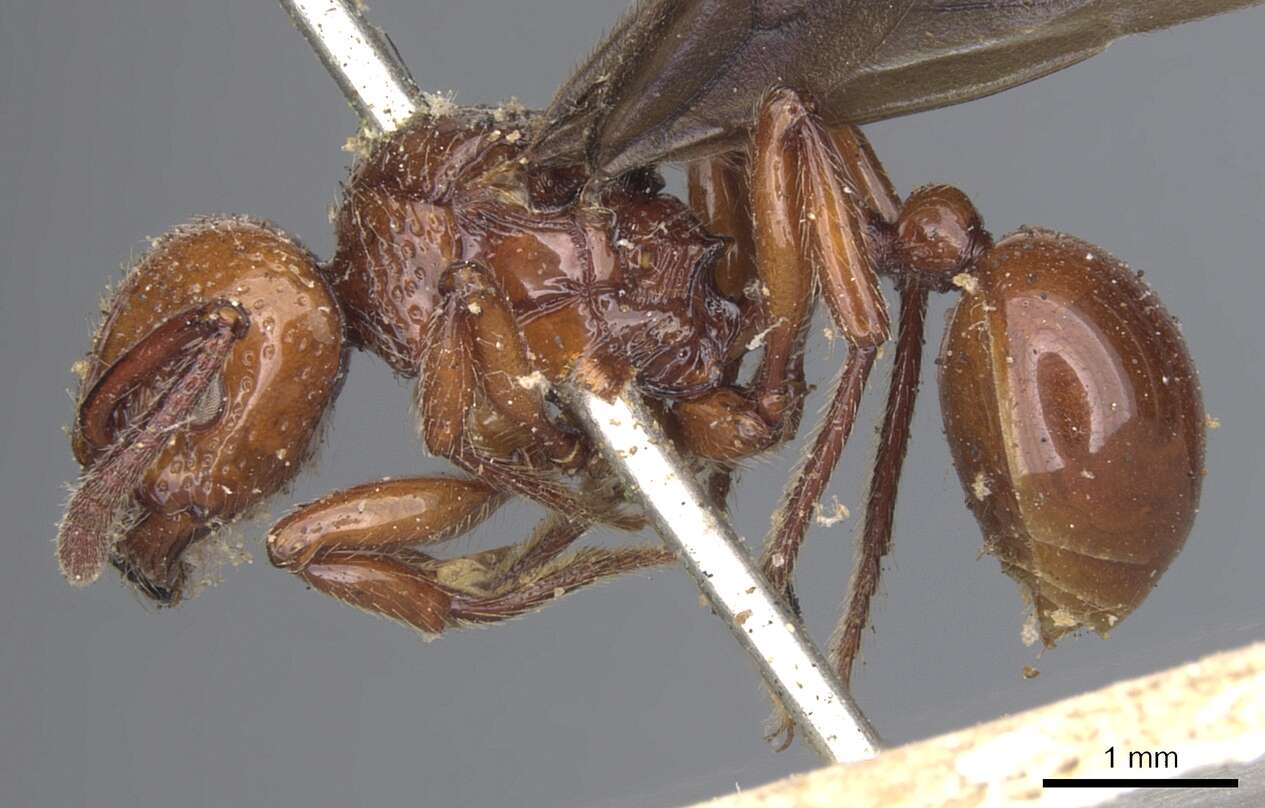 صورة Pristomyrmex