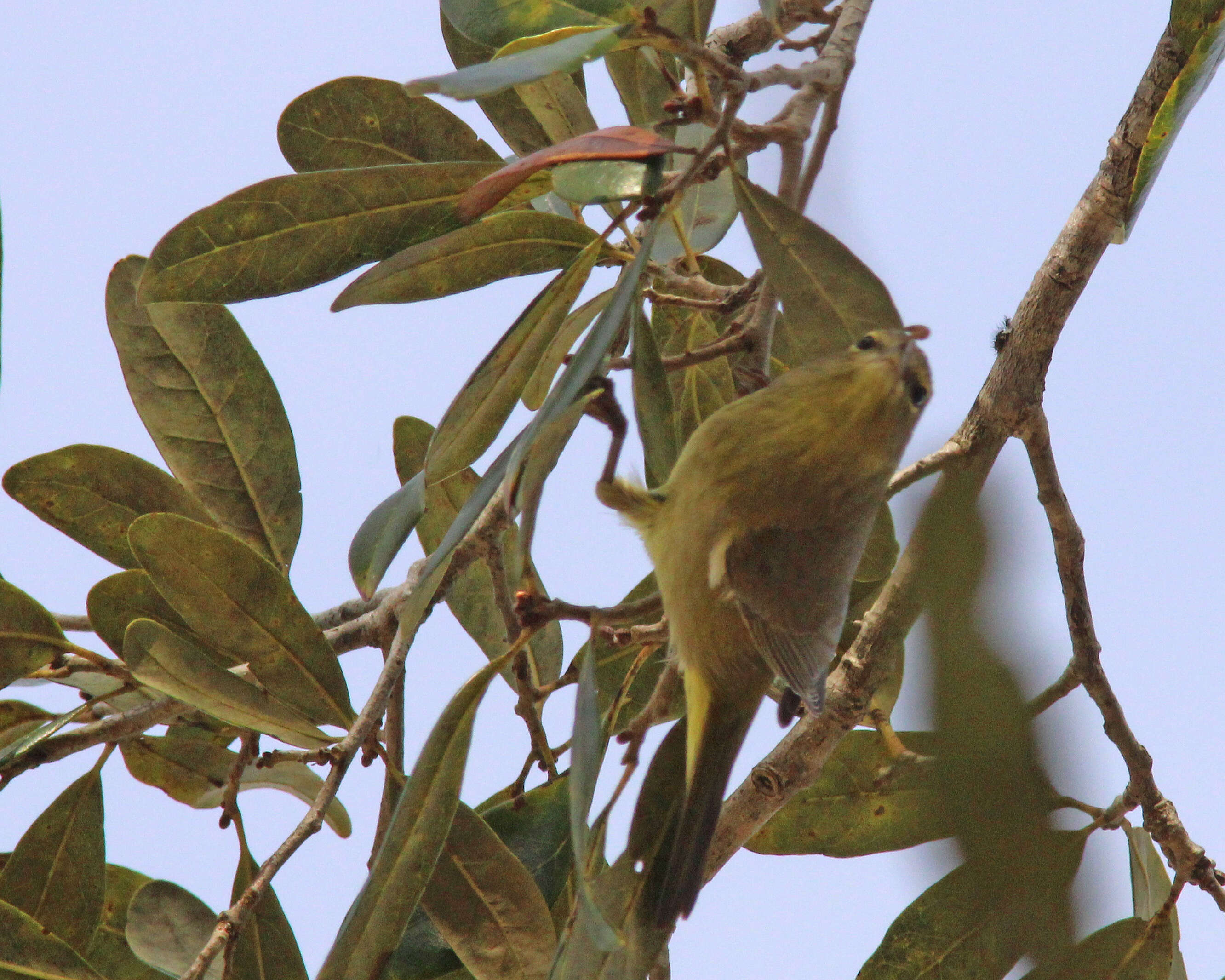 Image of Orange-crowned Warbler