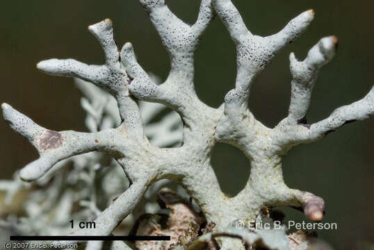 Image of Forked tube lichen