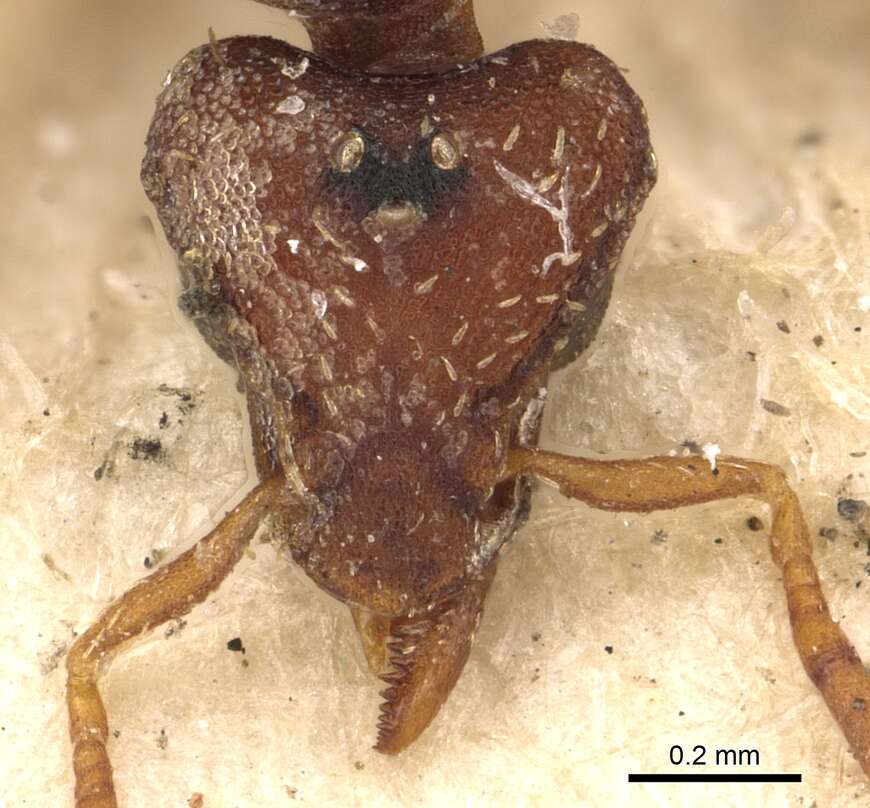 Image of Strumigenys capitata