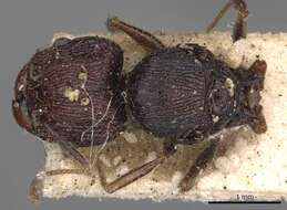 Image of Pheidole incerta (Smith 1863)