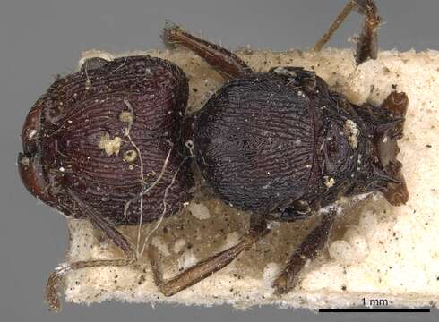 Pheidole incerta (Smith 1863) resmi