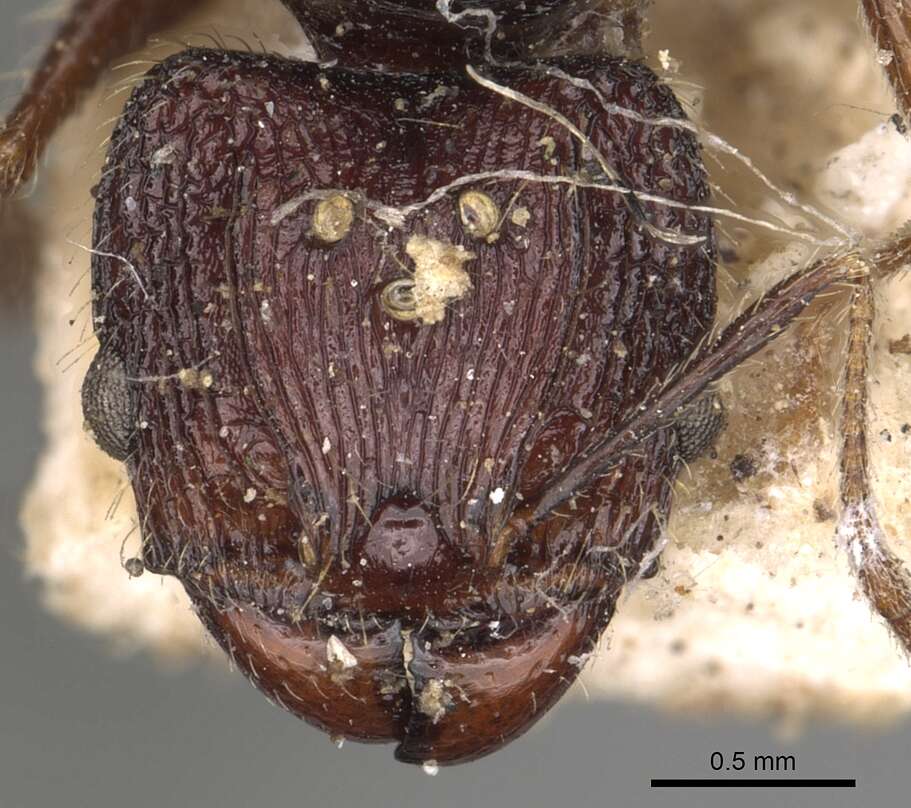 Image of Pheidole incerta (Smith 1863)