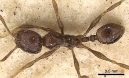 Pheidole gracilescens (Smith 1860) resmi