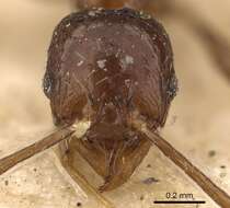 Pheidole gracilescens (Smith 1860) resmi