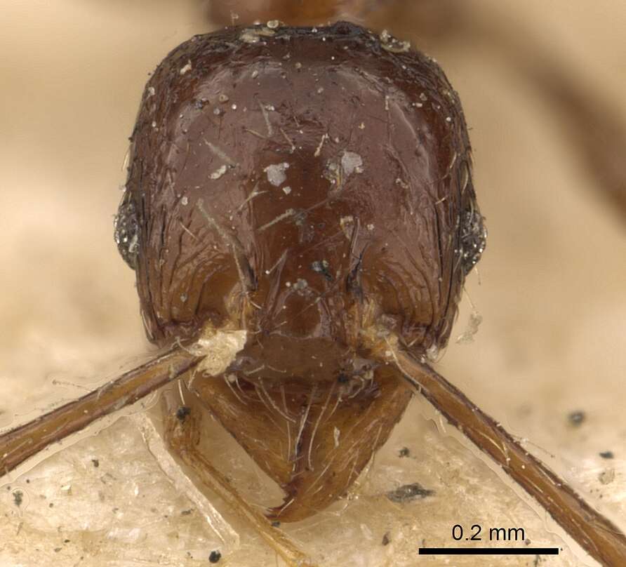 Pheidole gracilescens (Smith 1860) resmi