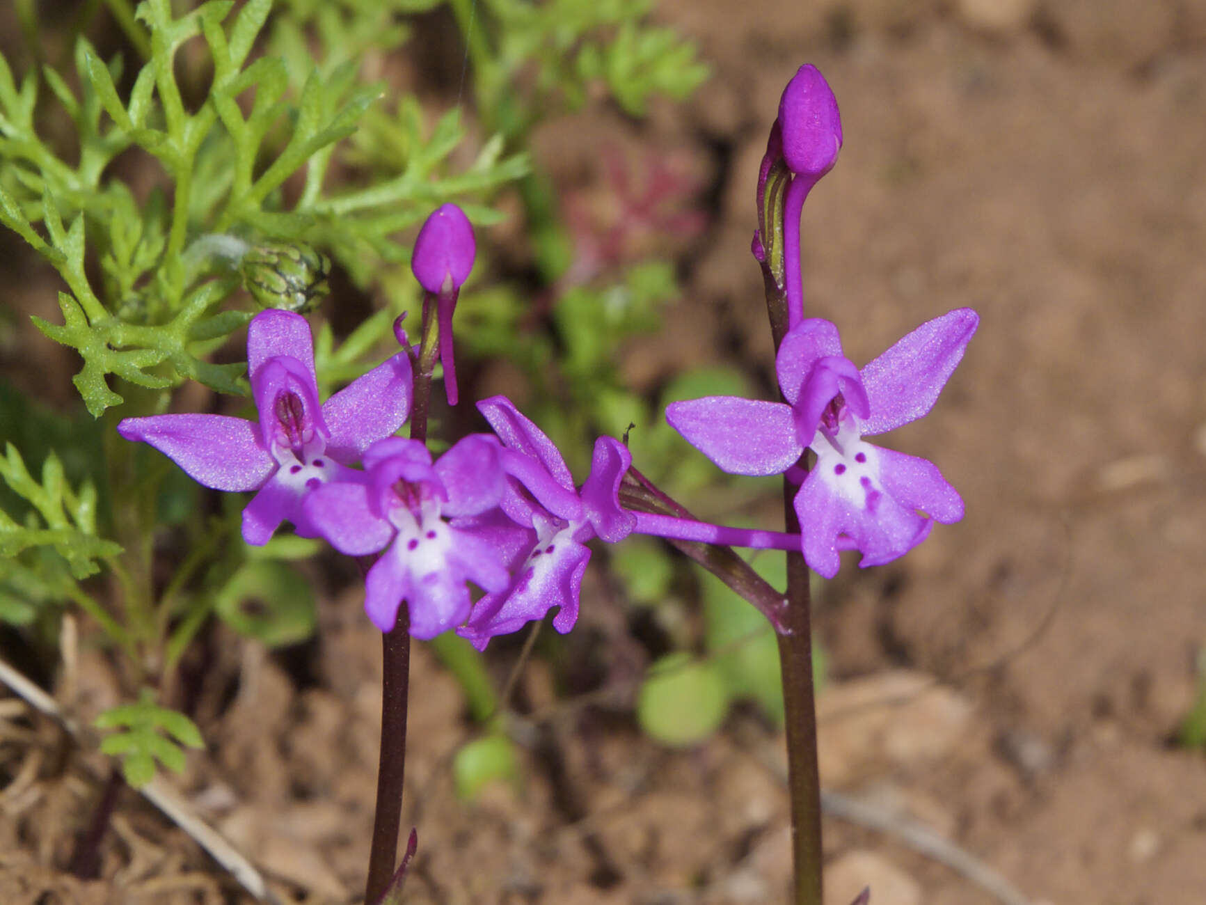 صورة Orchis quadripunctata Cirillo ex Ten.