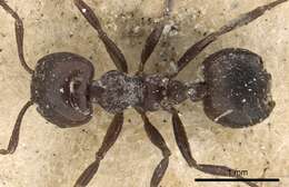 Image of Crematogaster anthracina Smith 1857