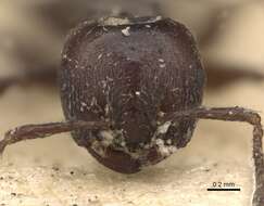 Image of Crematogaster anthracina Smith 1857