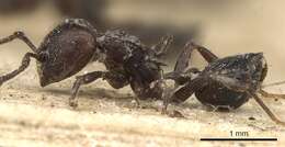 Image of Crematogaster anthracina Smith 1857