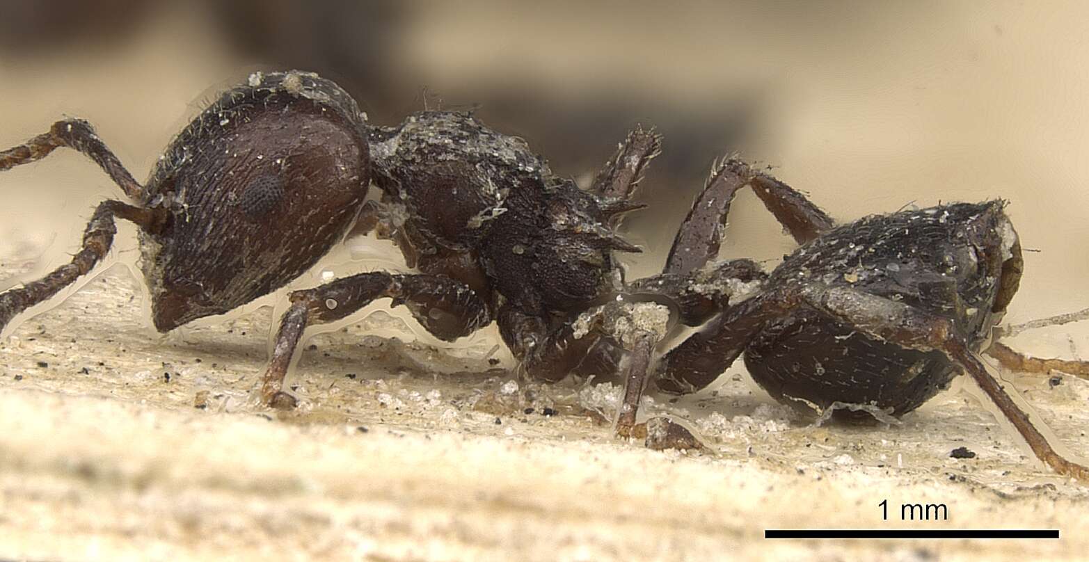 Image of Crematogaster anthracina Smith 1857