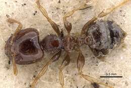 Image of Crematogaster cephalotes Smith 1857