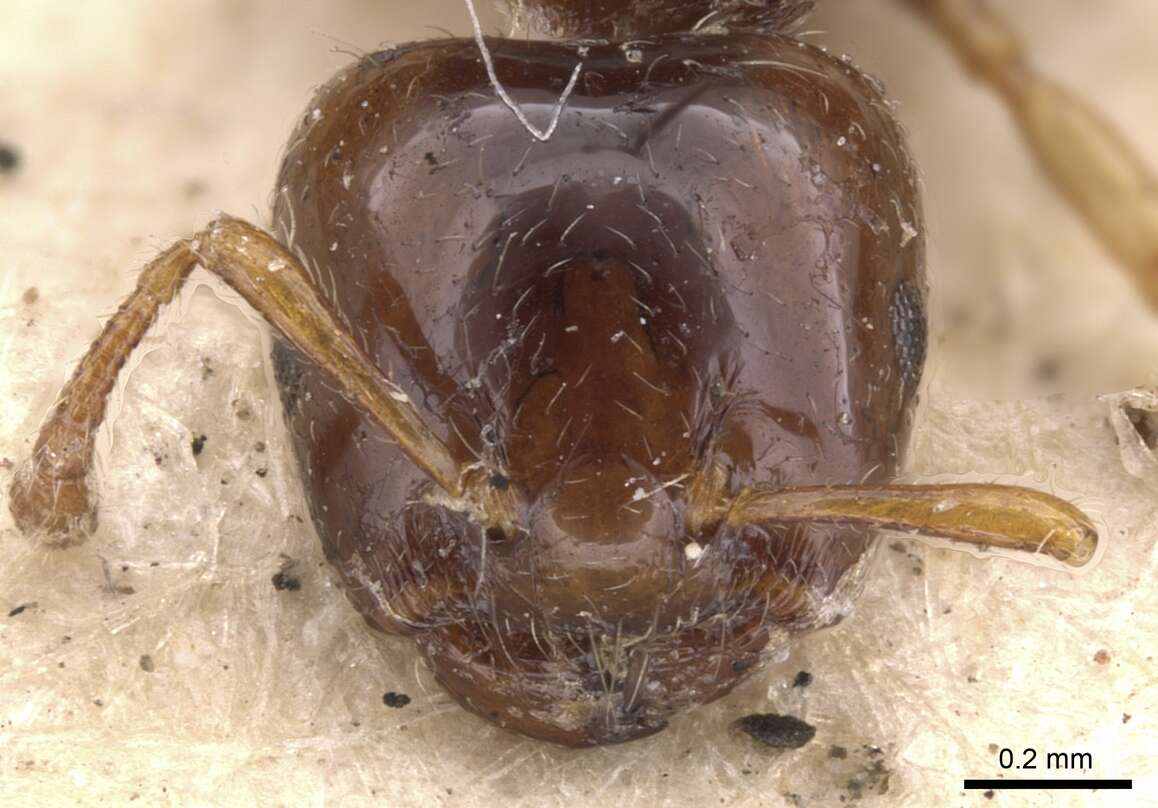 Image of Crematogaster cephalotes Smith 1857