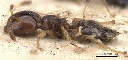 Image of Crematogaster cephalotes Smith 1857