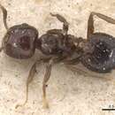 Image of Crematogaster obscura Smith 1857