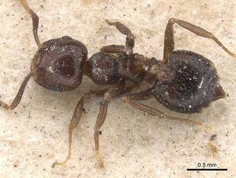 صورة Crematogaster obscura Smith 1857