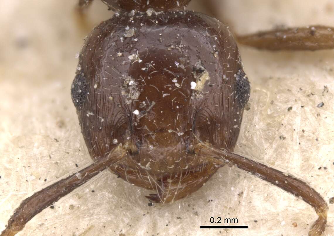 Image of Crematogaster obscura Smith 1857