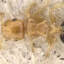 Crematogaster mimicans Donisthorpe 1932的圖片