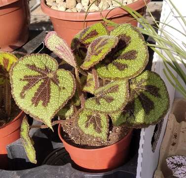 Image of Begonia masoniana Irmsch. ex Ziesenh.