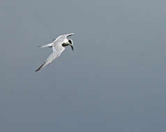 Image of Forster's Tern